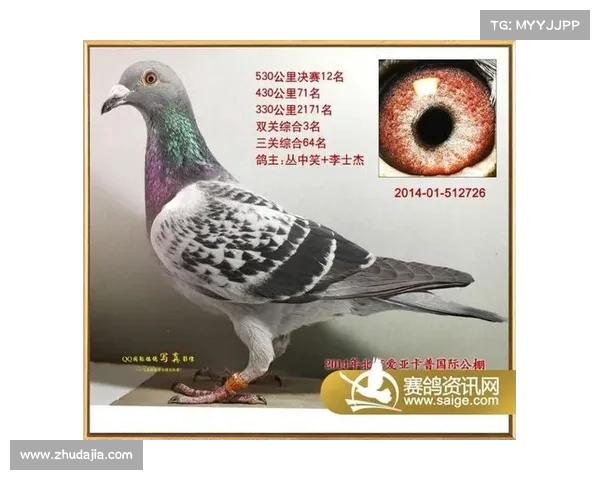 协会俱乐部比赛赛事直播赛鸽资讯网